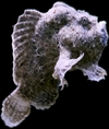 ANTENNARIUS