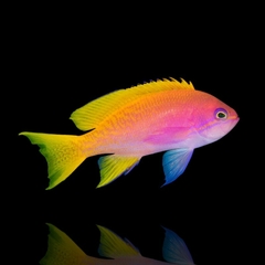 Pseudanthias Bimaculatus