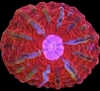 Indophyllia