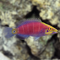Pseudocheilinus Ocellatus -Mystery Wrasse-