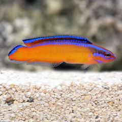 Pseudochromis Aldabraensis