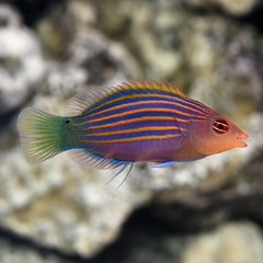 Pseudocheilinus Hexataenia- Six Line- - comprar online