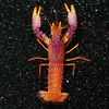 Enoplometopus Daumi
