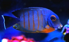 Acanthurus Tristis