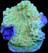 Montipora Chilli Pepper