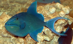 Odonus Niger