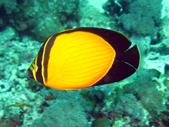 Chaetodon Melapterus