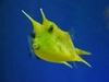 Lactoria Cornuta