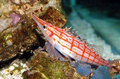 Oxycirrhites Typus
