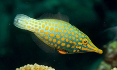 Oxymonacanthus Longirostris