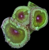 Paly Emerald Grandis x polipo