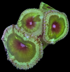 Paly Emerald Grandis x polipo
