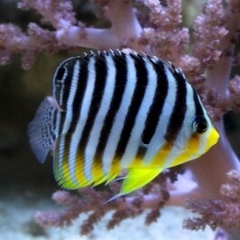 Paracentropyge Multifasciata -criadero-