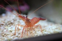 Lysmata Wurdemanni- comedor aiptasias-