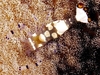 Periclimenes brevicarpalis
