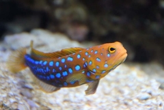 Opistognathus Rosenblatti