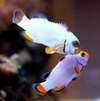 amphiprion percula platinum