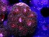 Pocillopora