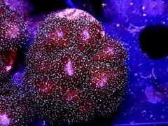 Pocillopora