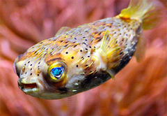 Diodon Holocanthus