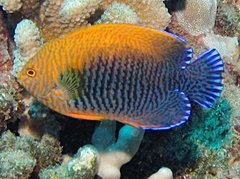 Centropyge Potteri