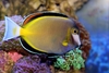Acanthurus Japonicus