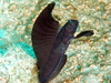 Emblemaria Pandionis