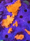 Montipora Setosa Frag - comprar online