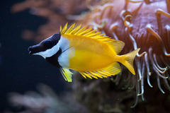 Siganus Vulpinus