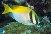 Siganus Virgatus