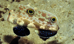 signigobius biocellatus