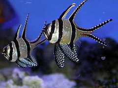 Pterapogon Kauderni