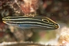 Amblygobius Hectori