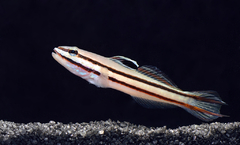 Valenciennea Helsdingenii
