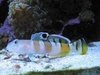 Valenciennea Wardii