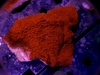 Montipora Capricornis - comprar online
