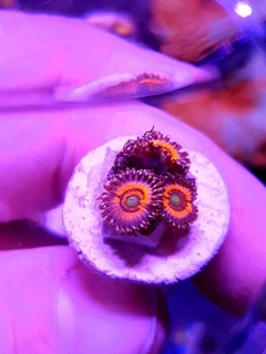 Zoas Gobstopper x polipo