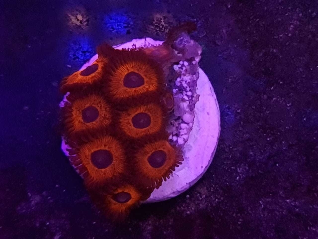 Zoas Red Keds - Comprar en Aquarium Depot