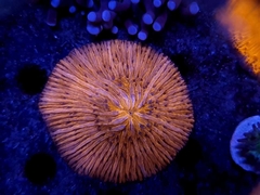 Fungia Bicolor