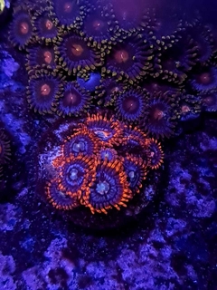 Zoas Spiderman