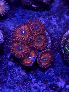 zoas red people