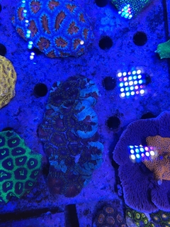 Favia Multicolor - comprar online