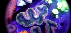 Lobophyllia Rainbow - comprar online