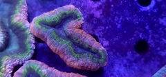 Lobophyllia Rainbow en internet
