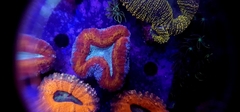 Lobophyllia Tricolor - comprar online