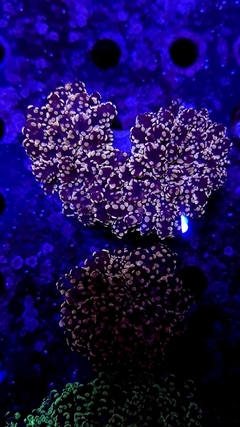 Euphyllia Yaeyamaensis Orange - comprar online