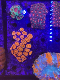 Acanthastrea Lordhowensis Australia