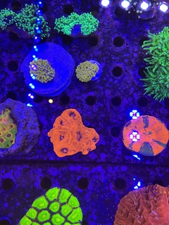 Acanthastrea Bowerbanki por cabeza