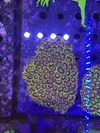 Favia Reverse frags