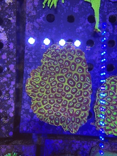 Favia Reverse frags